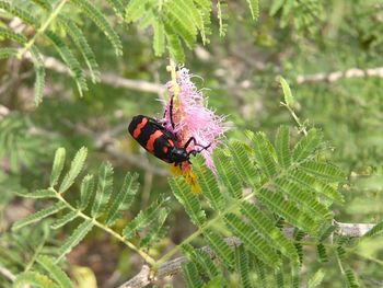 Close-up of ladybug on plant