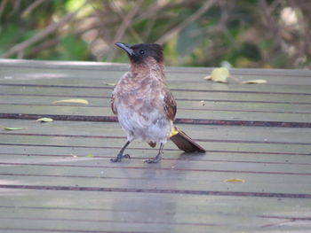 Close-up of bird perching outdoors