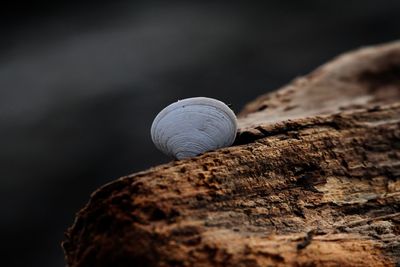 Close-up of shells on rock