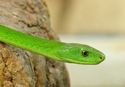 Close-up of green snake on rock