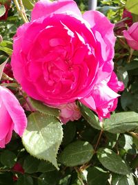 Close-up of pink rose blooming outdoors