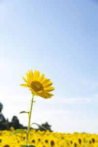 Close-up of yellow sunflower against sky