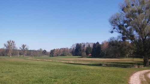 Scenic view of grassy field against blue sky