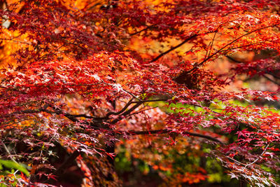 Close-up of maple leaves on tree