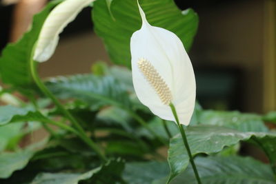 Close-up of plant growing on white background
