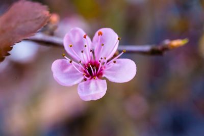 Close-up of pink cherry blossom