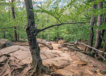 Trees in forest