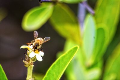 Close-up of honey bee on flower