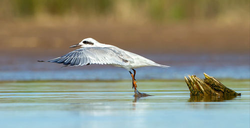 High angle view of gray heron flying over lake