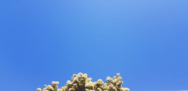 Low angle view of trees against blue sky