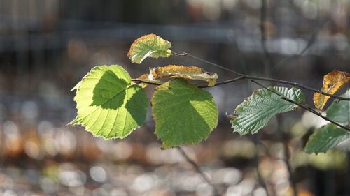 Close-up of green leaves