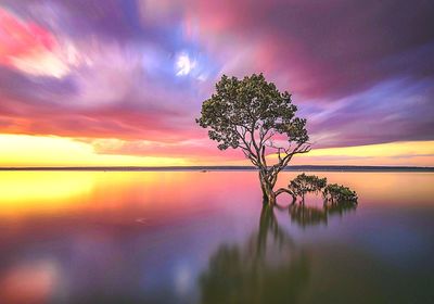 Silhouette tree by lake against sky at sunset