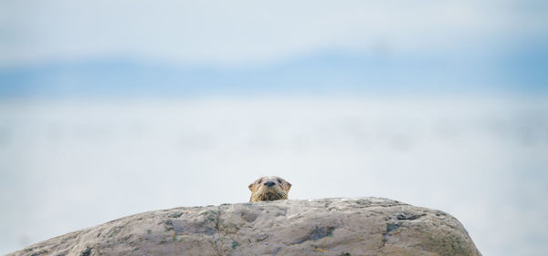 Low angle view of otter on rock against sky