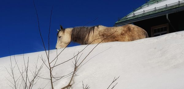 Low angle view of a cat against the sky