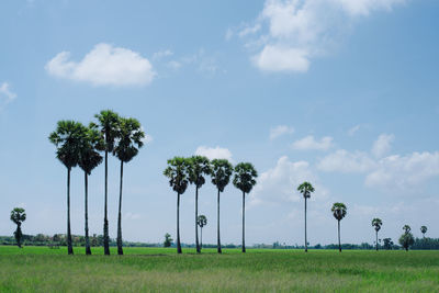 Palm trees on field against sky