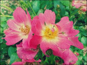 Close-up of pink flowers