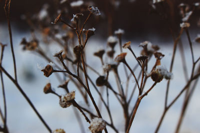 Close-up of dried plant on branch