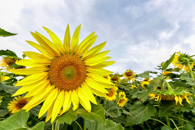 Close-up of sunflower on field against cloudy sky