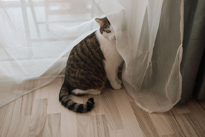 cat