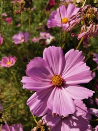 Close-up of pink cosmos flower in park