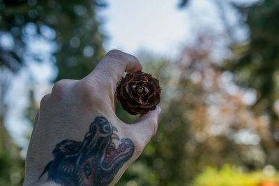 Cropped image of man holding pine cone