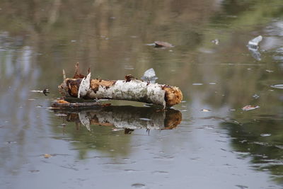 Ducks swimming in lake