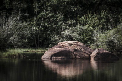 Scenic view of lake by trees