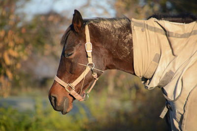 Close-up of horse standing on field