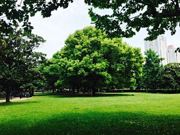 Trees in lawn against sky