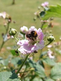 Close-up of bee on flower