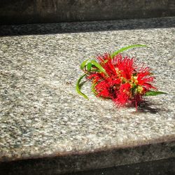 Close-up of red flowers