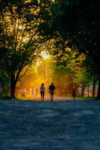 People walking on tree during sunset