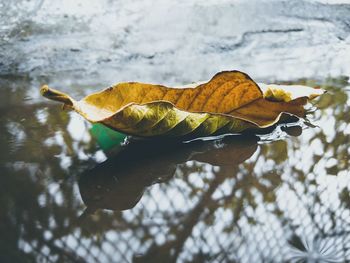 Close-up of dry leaf on lake