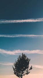 Low angle view of tree against sky