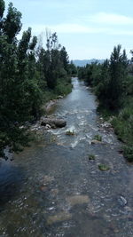 River flowing amidst trees against sky
