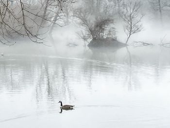 Birds swimming in lake