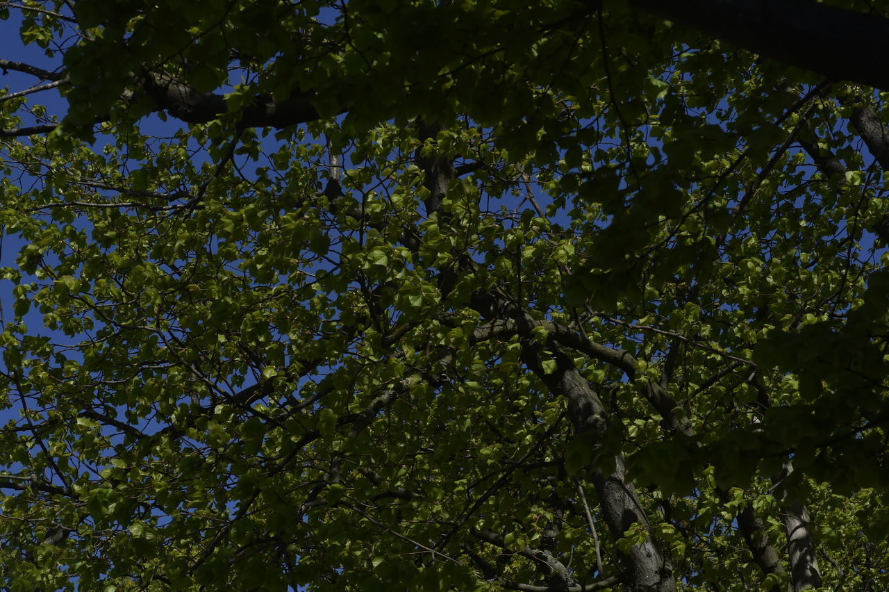 LOW ANGLE VIEW OF FLOWERING TREES