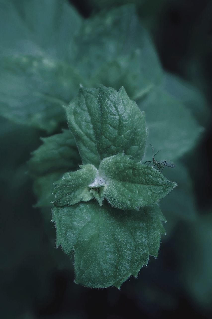 CLOSE-UP OF WATER DROPS ON GREEN LEAVES ON PLANT