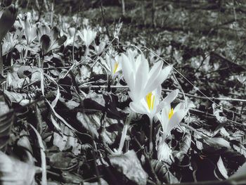 Close-up of flowers blooming outdoors