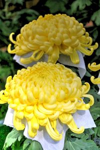 Close-up of yellow flowers