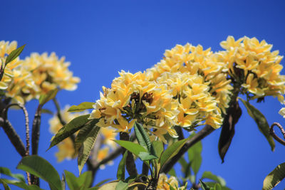 Close-up of bee pollinating on yellow flower