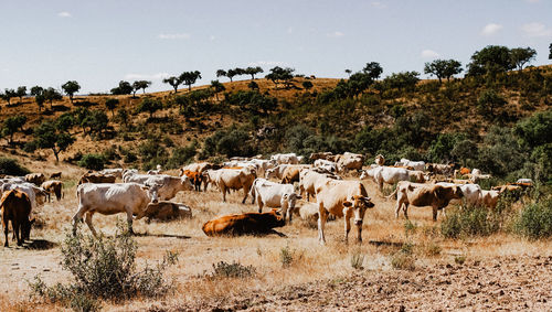 Flock of sheep grazing in field