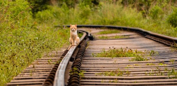 Cat on a railroad tracks on grass