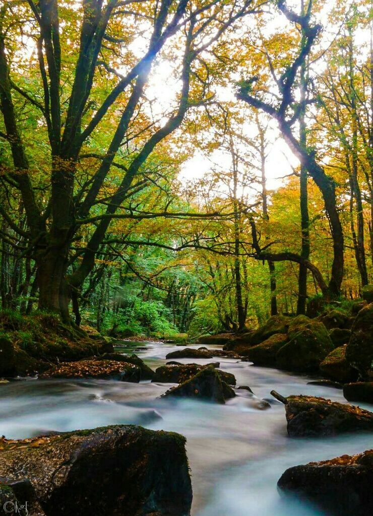 RIVER AMIDST TREES IN FOREST