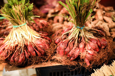 High angle view of vegetables on plant