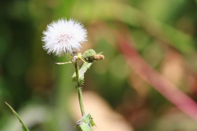 Close-up of white dandelion flower