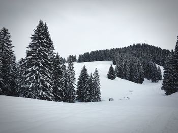 Trees on snow covered landscape against sky