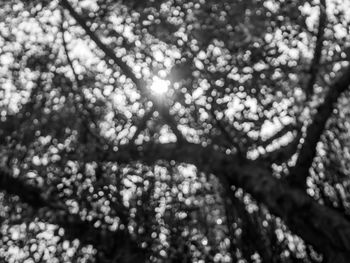 Low angle view of flowering tree against sky on sunny day