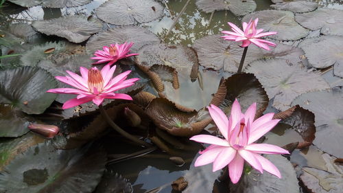 Close-up of pink lotus water lily in pond