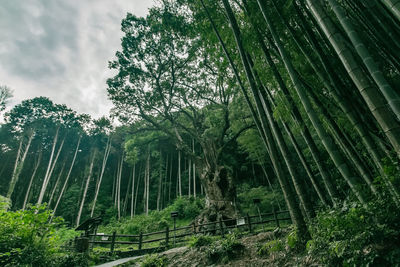 Trees growing in forest